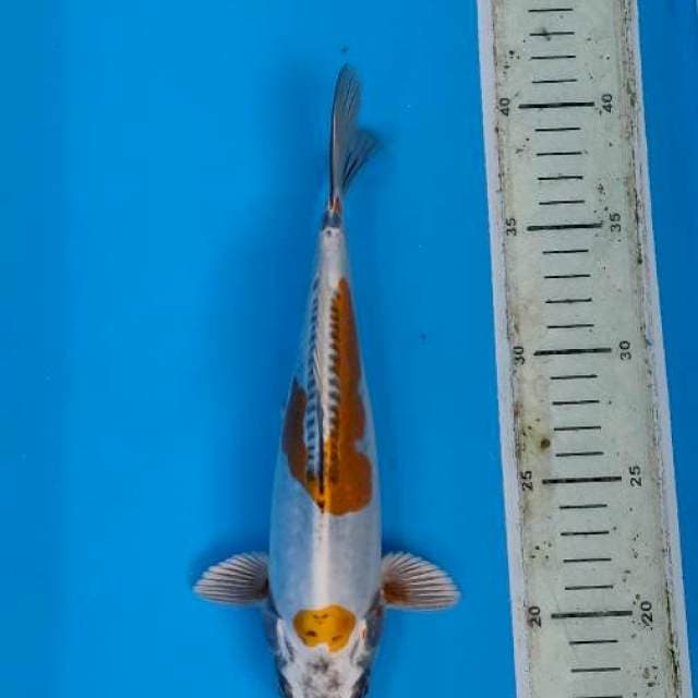 Kiko show quality 25cm male