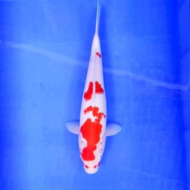 KOHAKU # 32CM