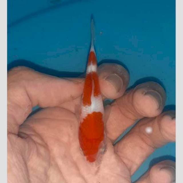 Kohaku 10cm calon artis🤭