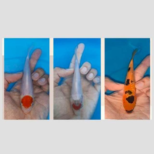 3 koi 15cm joss