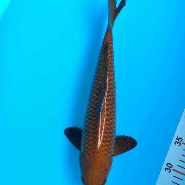 Chagoi Tembaga