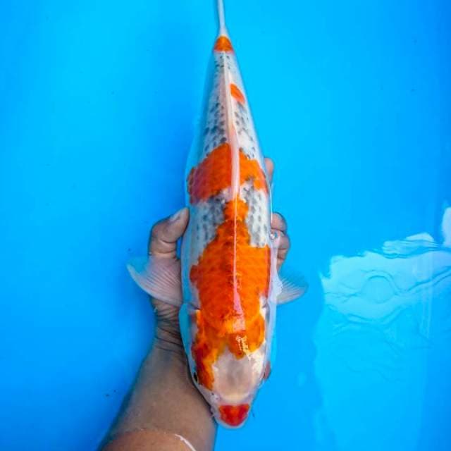 goshiki gendong 36 cm