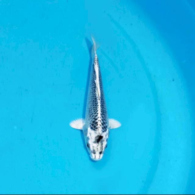 Matsuba