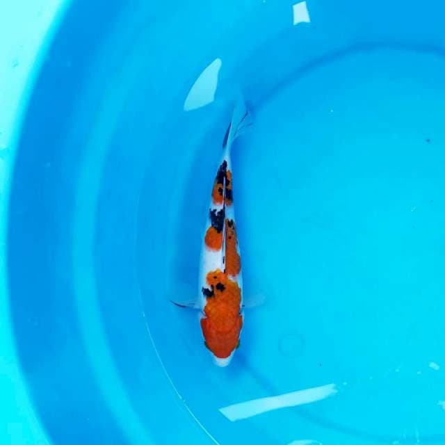 Sanke 24cm