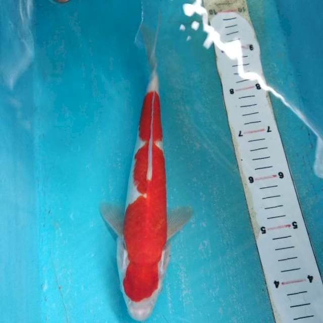 Kohaku 29cm