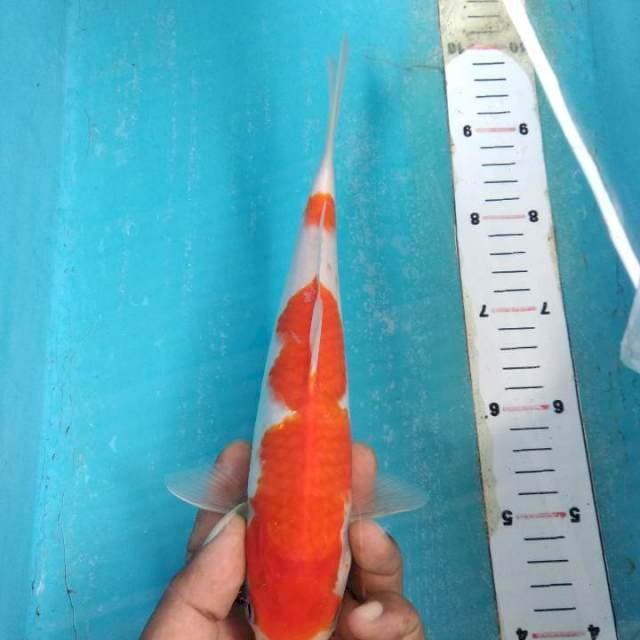 Kohaku 26cm