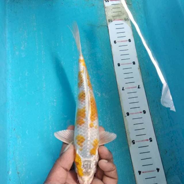 Hariwake 25cm