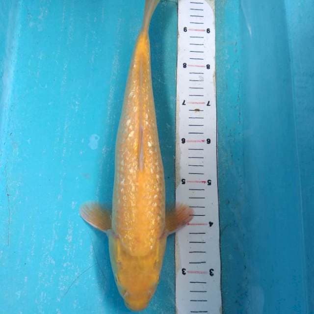 Karasi ginrin mata merah 38cm