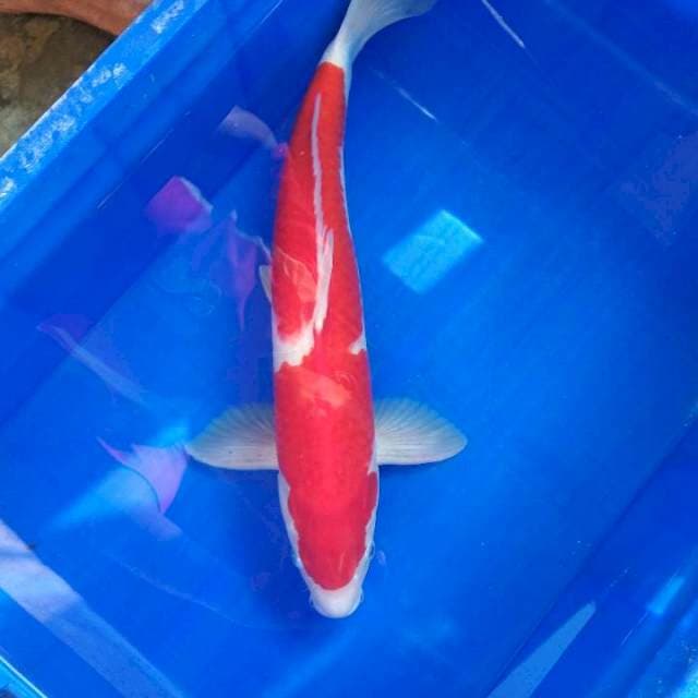 Kohaku male 53cm