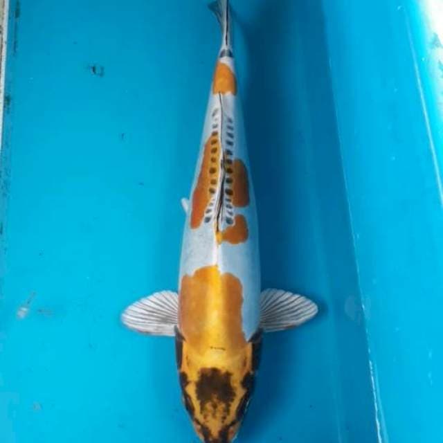 Kikokuryu 30 cm