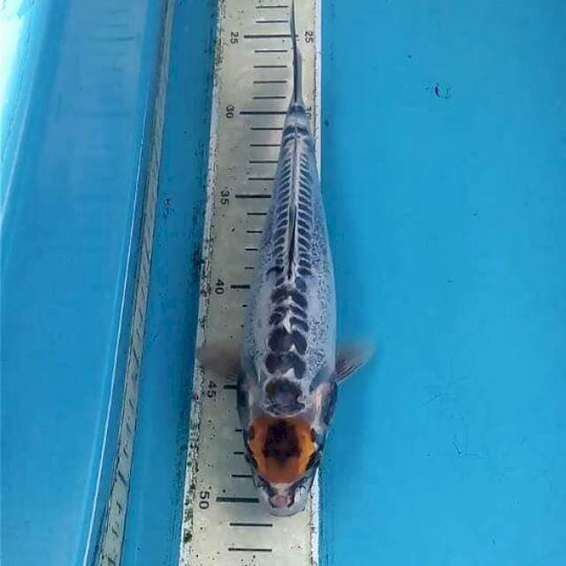 1.2