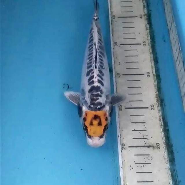 1.3