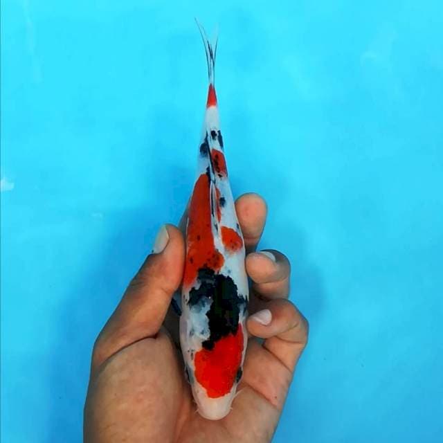 Mini original