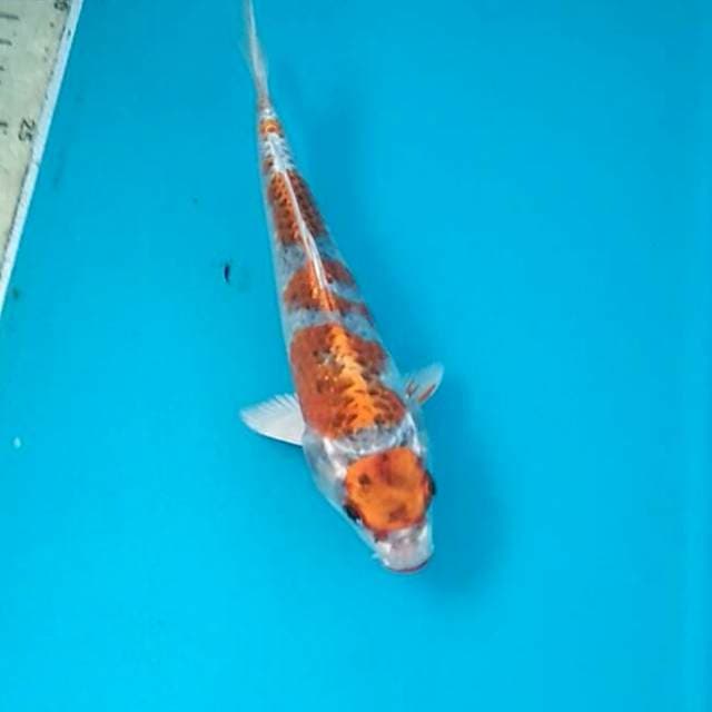 Kujaku 17cm