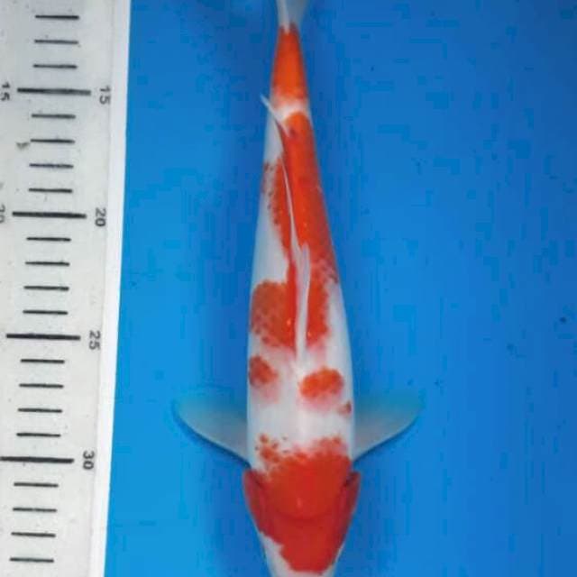 kohaku