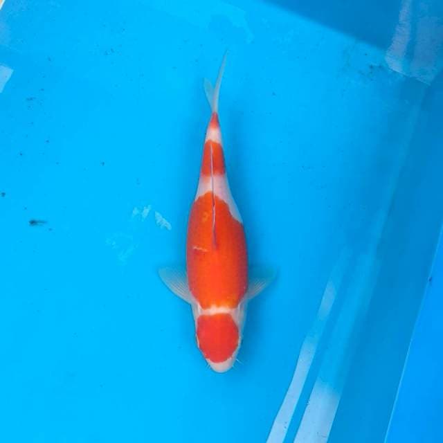 Maruten kohaku