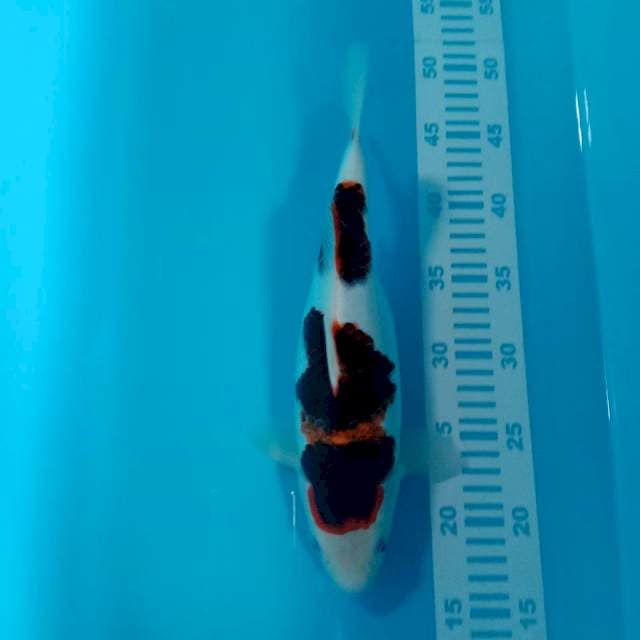 Budho Goromo 32cm