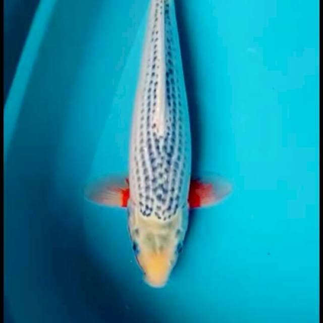 Asagi 36cm