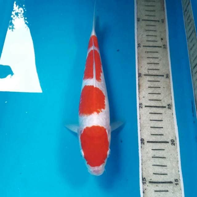 Kohaku, 25 cm