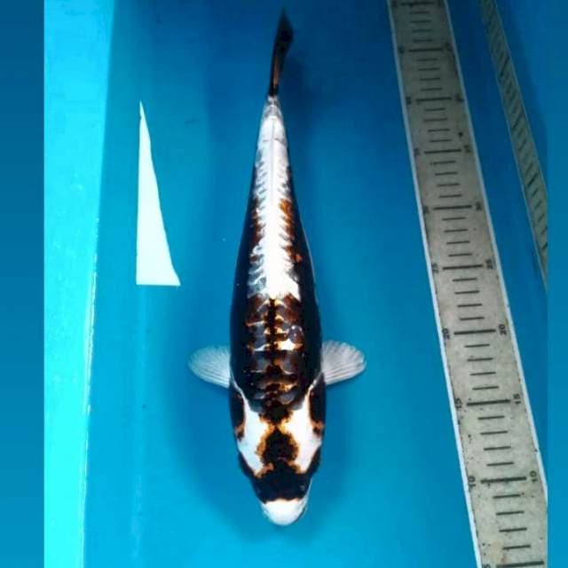 Kabuto Super Antik, 37 cm