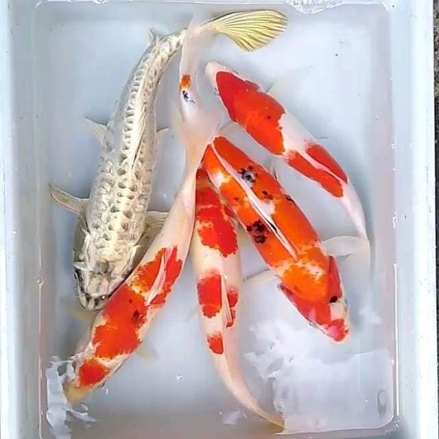#5 mix