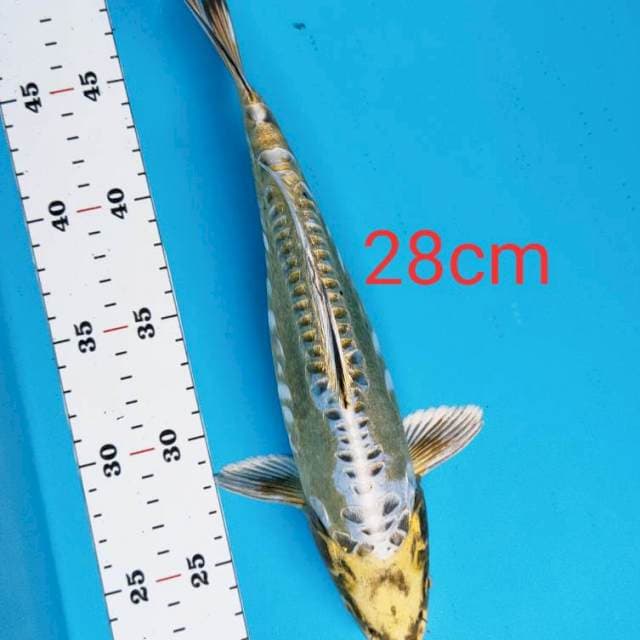 Gold kiko jos 28cm male