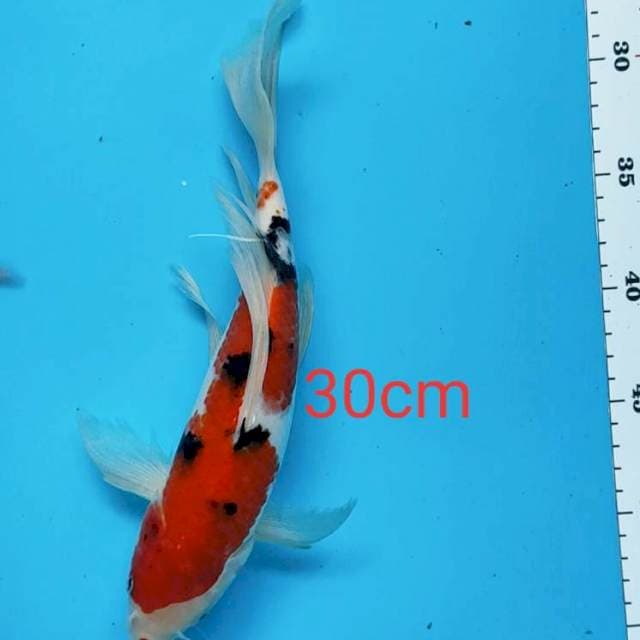 Kumpay sanke 30cm