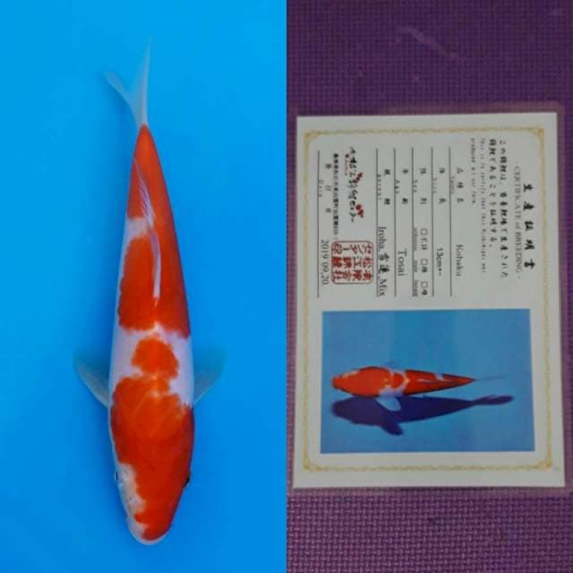 Matsue kohaku 20cm certy