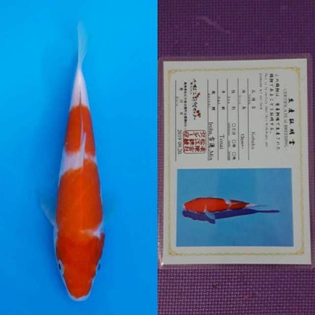 Matsue kohaku 16cm certy