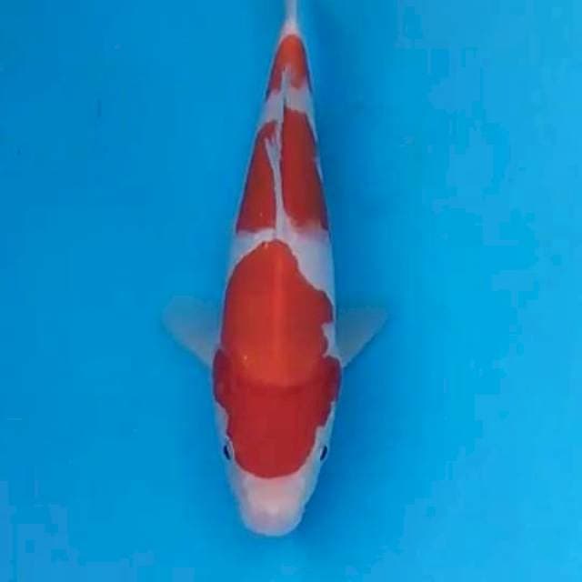 Kohaku 22cm