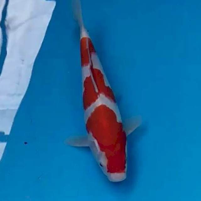 Kohaku 23cm