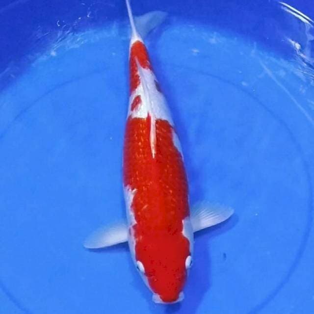 Ginrin kohaku merah jozz 50bu
