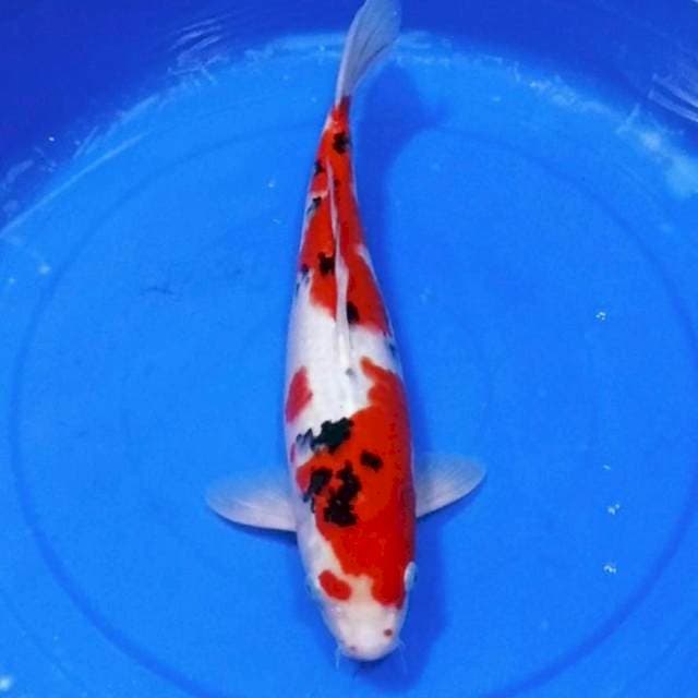 Sanke halus merah jozz 45bu