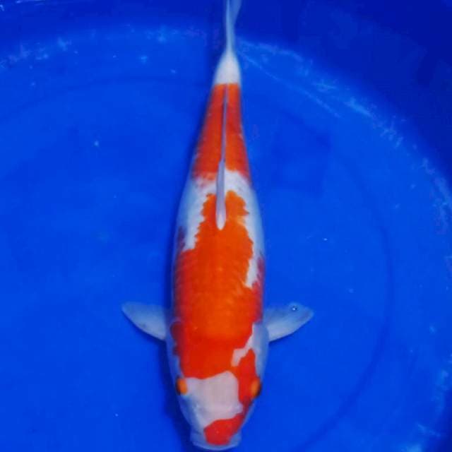 Kohaku jozz orie 50bu