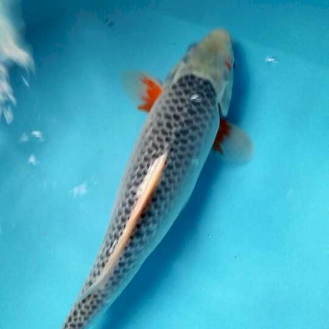 Asagi 36cm