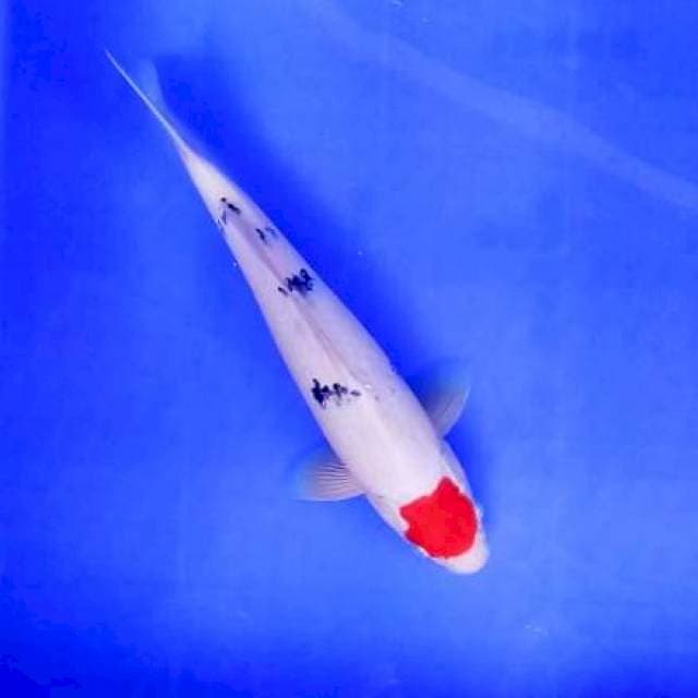 2. Tancho Sanke || 30 cm || Jantan