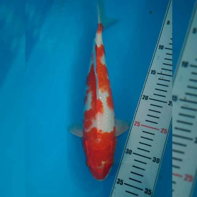 Kohaku platinum