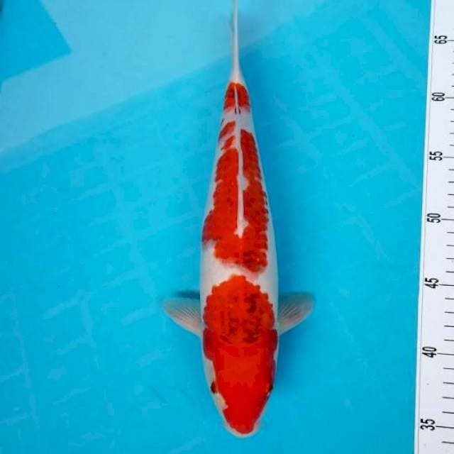 SANDAN AIGORONO 35 CM MALE