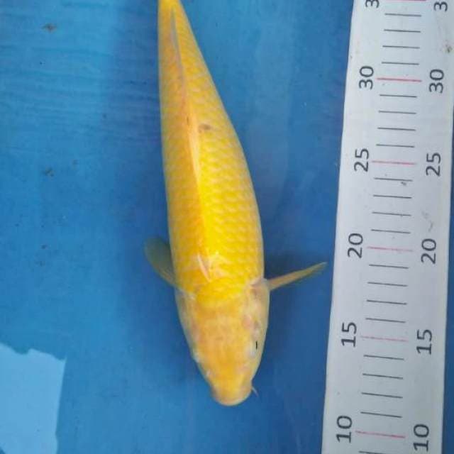 Karasi mata merah