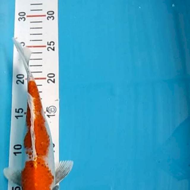Goshiki, 25 cm, OB 100k