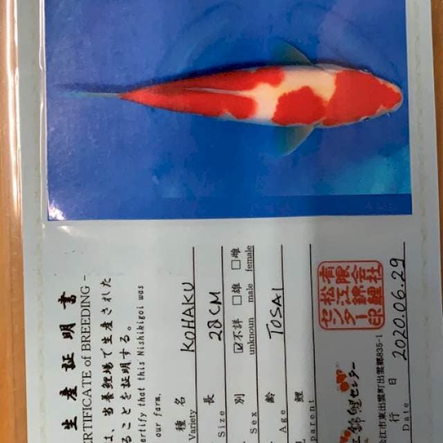 KOHAKU IMPOR MATSUE SERTI