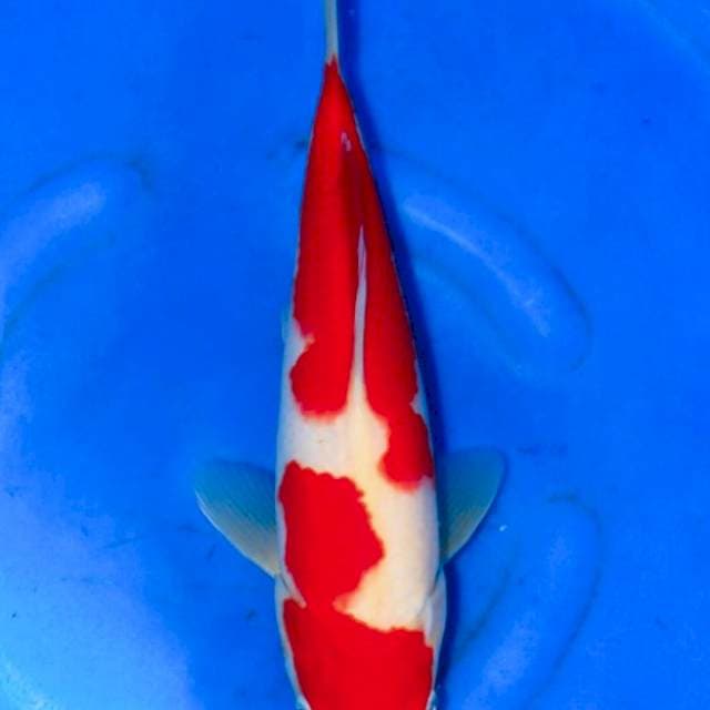 KOHAKU IMPOR MATSUE SERTI