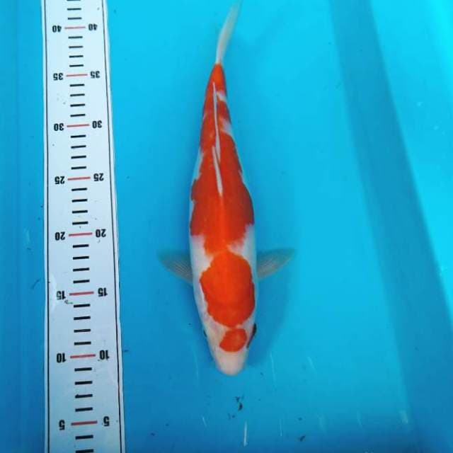 Pattern of kohaku