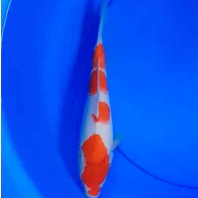 TM - F1 Omosako Kohaku 28cm (F)
