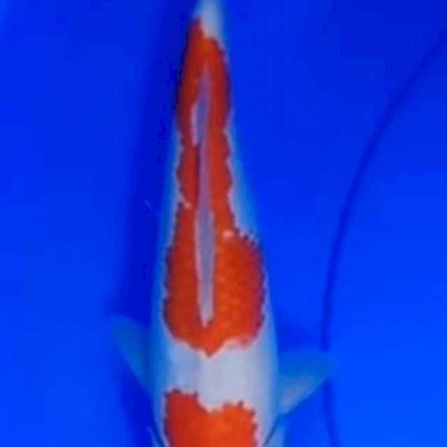 TM - F1 Omosako Kohaku 27cm (F)