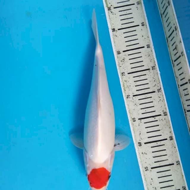Tancho kohaku bulky
