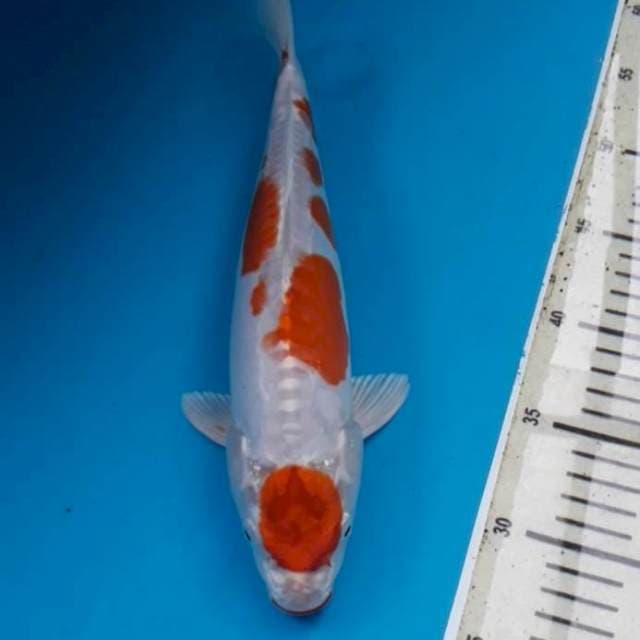 Maruten Kikushui