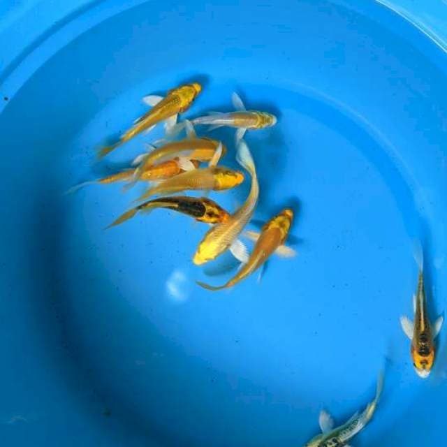 Kumpay. 10-12cm