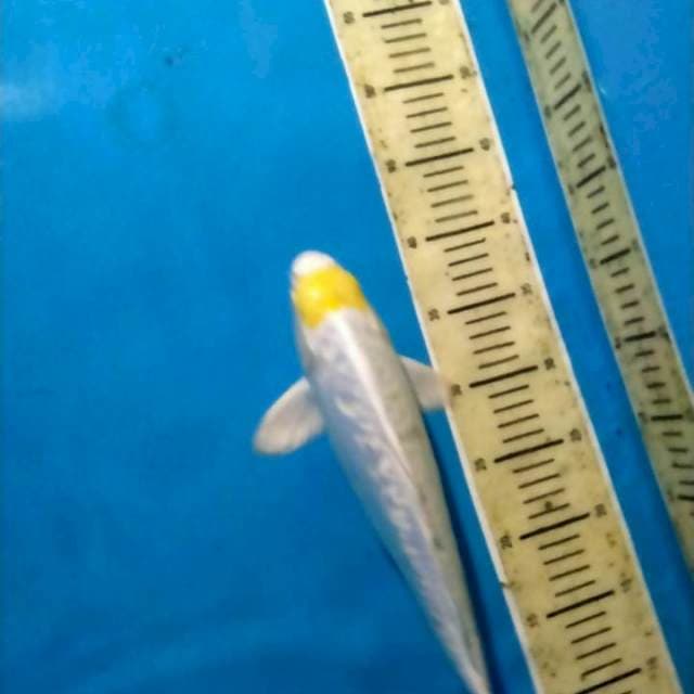 Tanco hariwake size 37cm