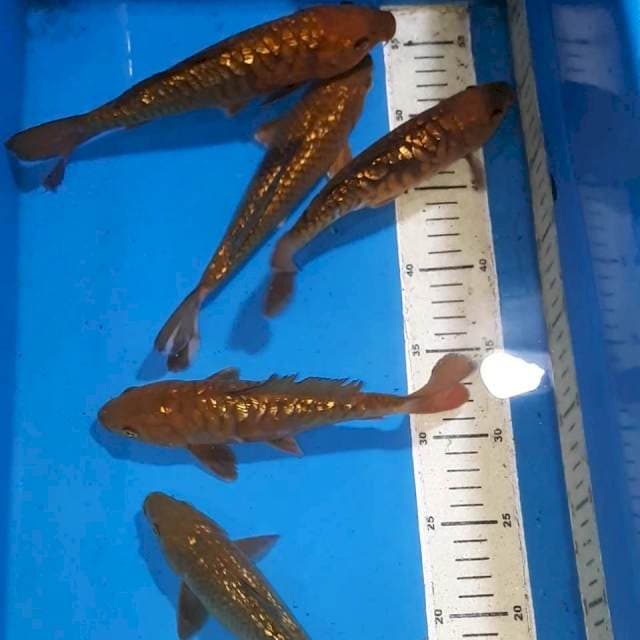 CHAGOI TEMBAGA GINDRIN 19-22 CM 5 EKOR